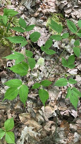 white baneberry