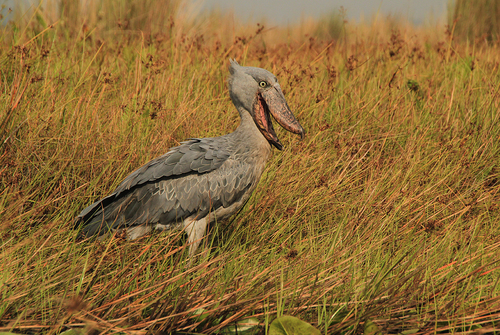 Shoebill