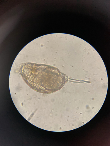 Lecane bulla