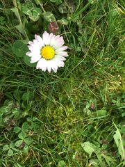 Bellis perennis
