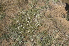 Astragalus rupifragus