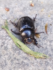 Pentodon bidens punctatus