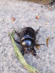Pentodon bidens punctatus