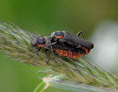 Cantharis pulicaria