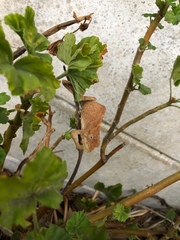 Bradypodion ventrale