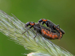 Cantharis pulicaria