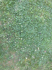 Bellis perennis