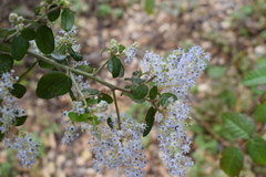 Ceanothus