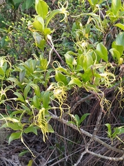Strophanthus