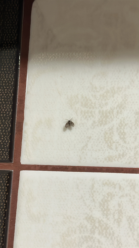 Bathroom Moth Fly