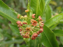 Dodonaea viscosa image