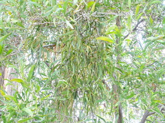 Amyema pendula