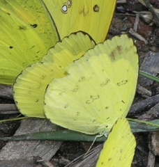 Eurema hecabe hecabe