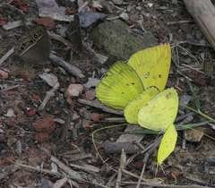 Eurema hecabe hecabe