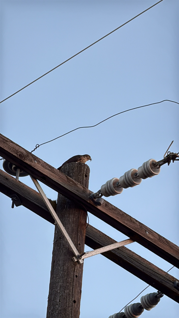 Merlin from W Granger Ave, Boise, ID, US on November 22, 2025 at 05:08 ...