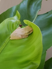 Polypedates megacephalus