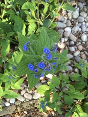 Pentaglottis sempervirens