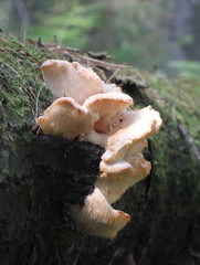 Hericium cirrhatum