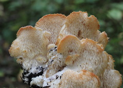 Hericium cirrhatum