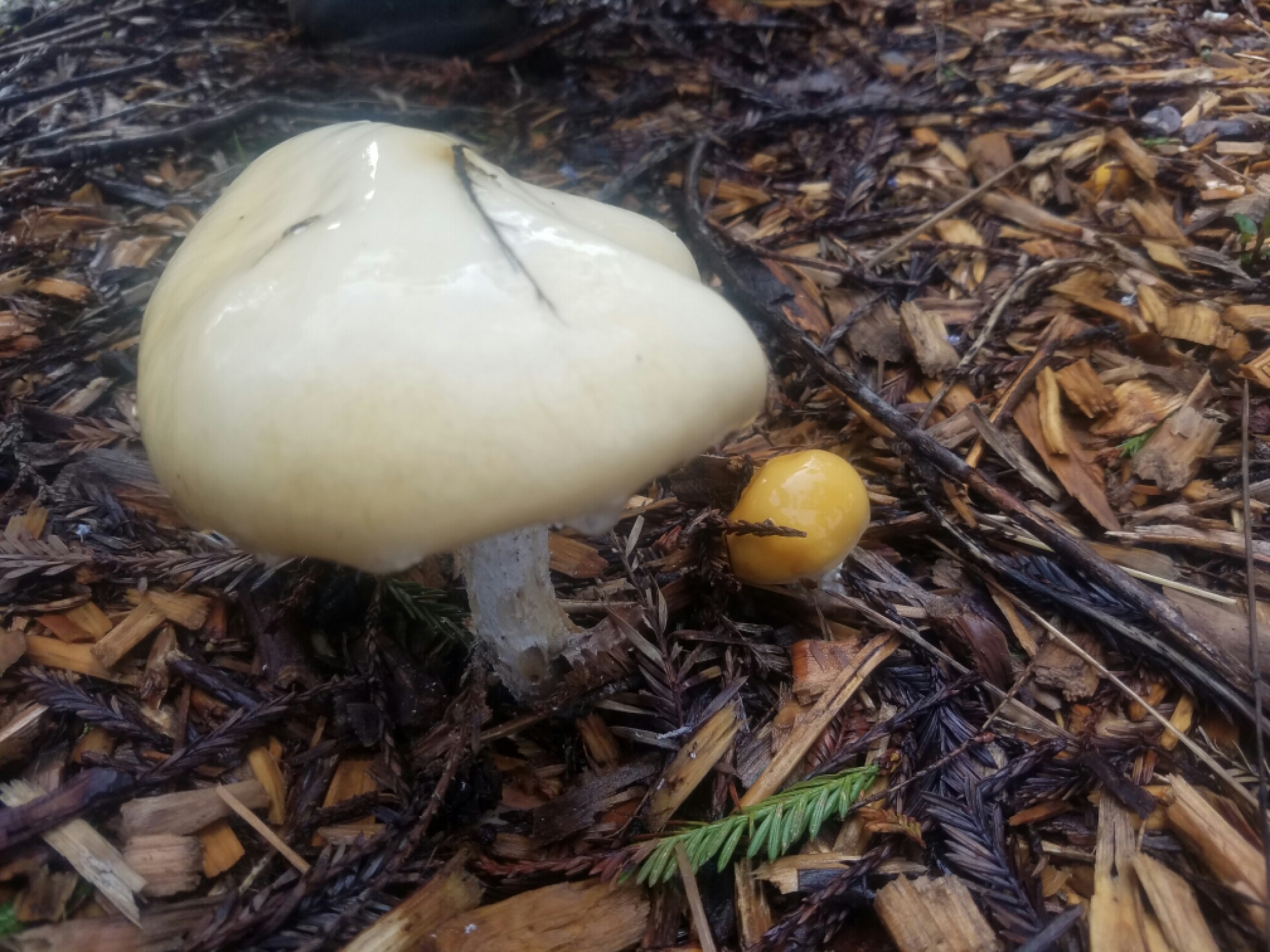 Stropharia ambigua image