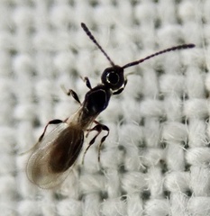 Diapriinae