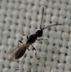 Diapriinae