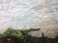 Euplagia quadripunctaria