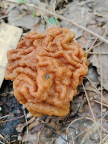 Maublancomyces gigas — no rights reserved