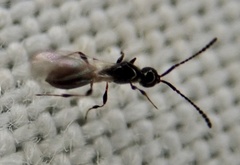 Diapriinae