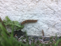 Euplagia quadripunctaria