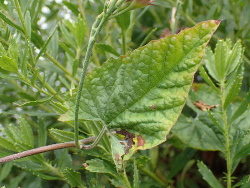 Convolvulus farinosus image