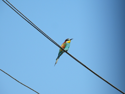 European Bee-eater