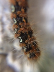Euplagia quadripunctaria