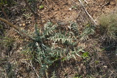 Rhaponticoides taliewii