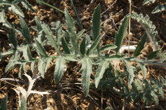 Rhaponticoides taliewii