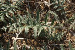 Rhaponticoides taliewii