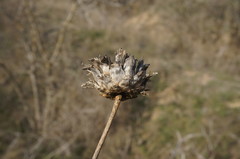 Rhaponticoides taliewii