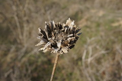 Rhaponticoides taliewii