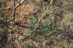 Rhaponticoides taliewii