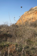 Rhaponticoides taliewii