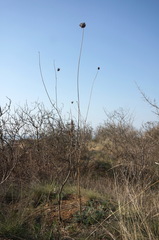 Rhaponticoides taliewii