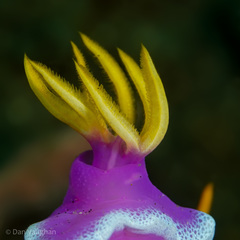 Hypselodoris apolegma