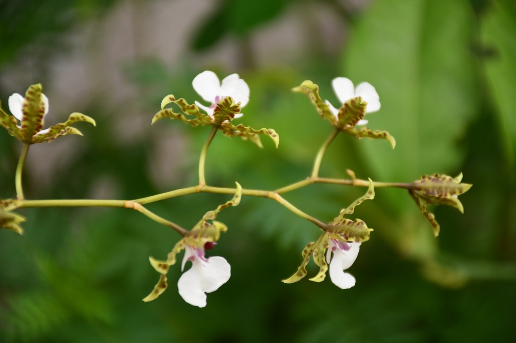 Oncidium leucochilum; photograph (c) Neptalí Ramírez Marcial, some rights reserved (CC BY)