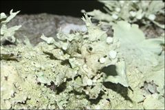Ramalina inflata