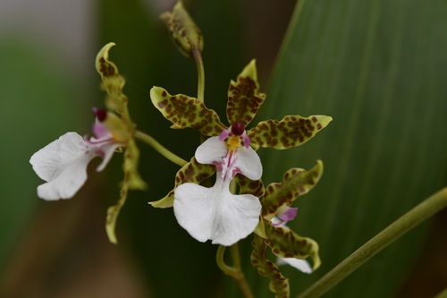 Oncidium leucochilum, photograph 1