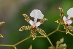 (c) Neptalí Ramírez Marcial, some rights reserved (CC BY) Oncidium leucochilum, photograph (c) Neptalí Ramírez Marcial, some rights reserved (CC BY)