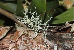 Usnea inermis