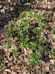 Cardamine pentaphyllos