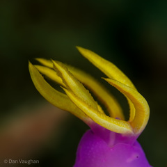 Hypselodoris apolegma