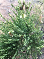 Maireana microphylla